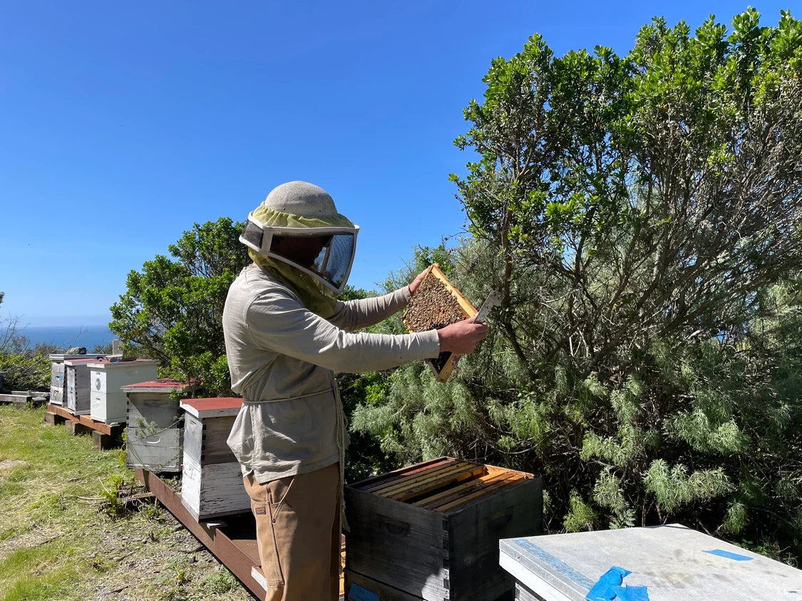 Big Sur Honey