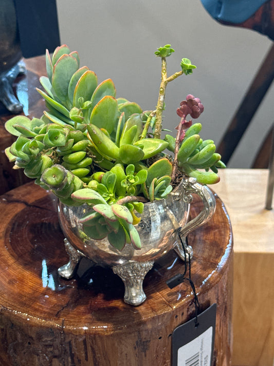 Vintage Succulent Garden-small dish