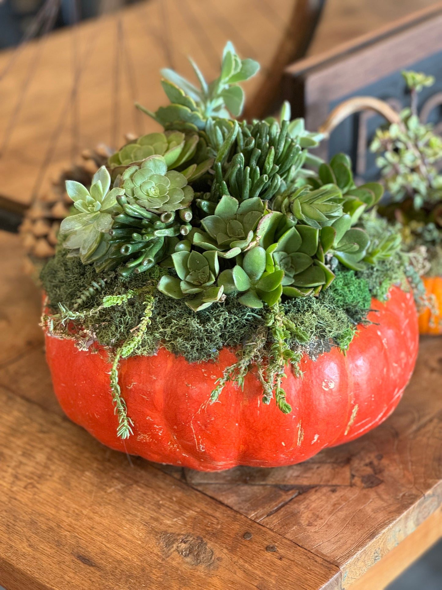 succulent pumpkin bright orange (large)