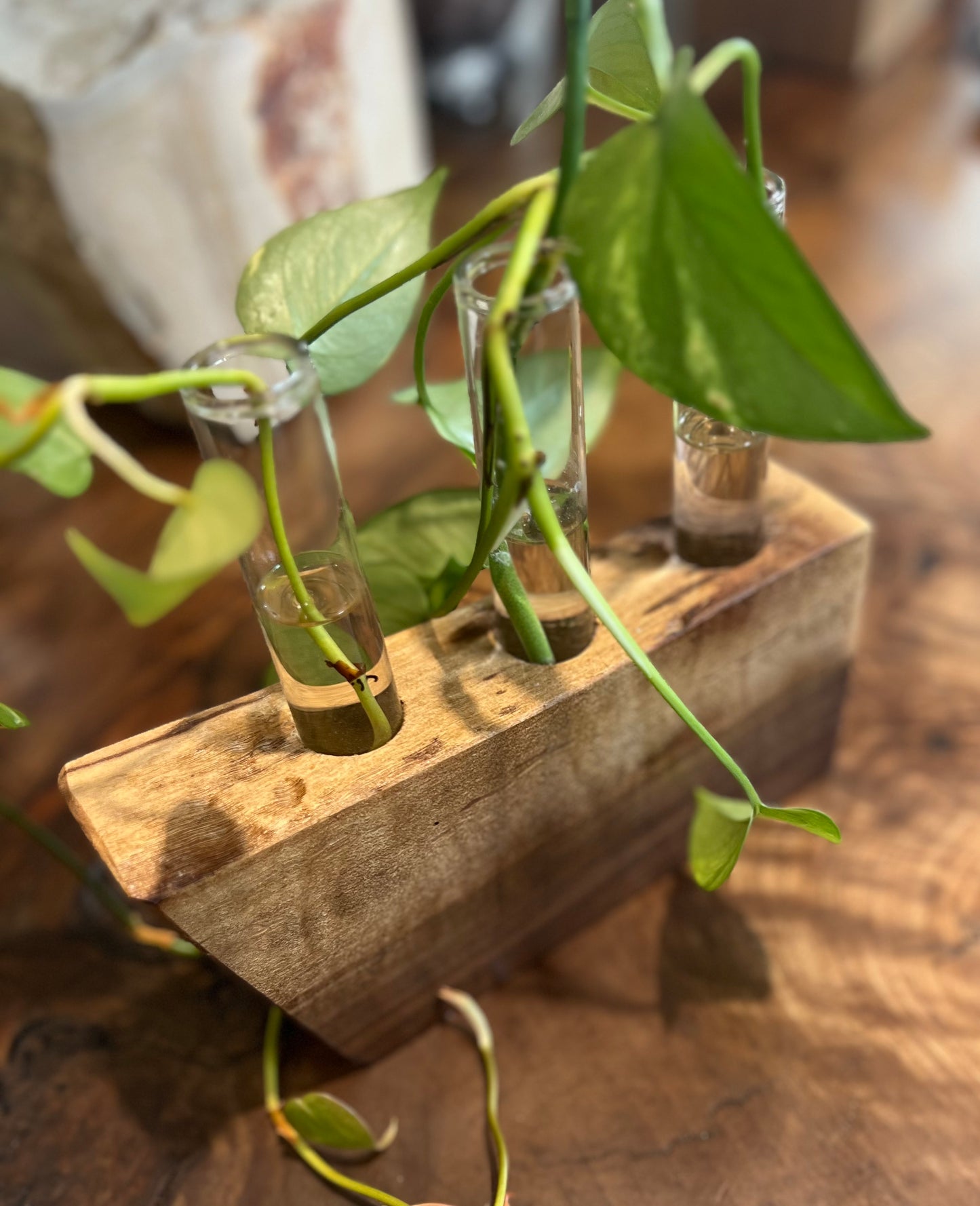 Walnut Plant Cuttings Stand