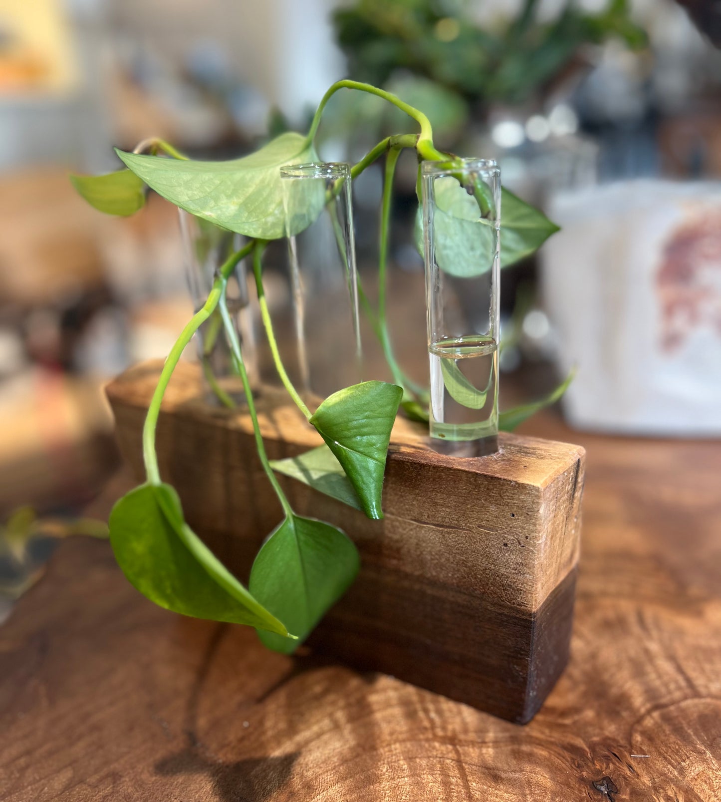 Walnut Plant Cuttings Stand