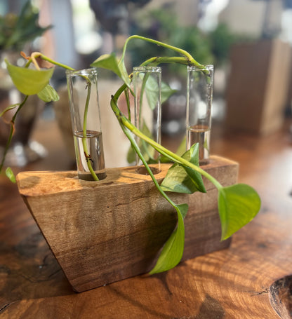 Walnut Plant Cuttings Stand