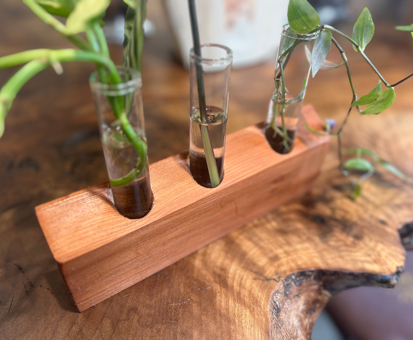 Redwood Plant Cuttings Stand